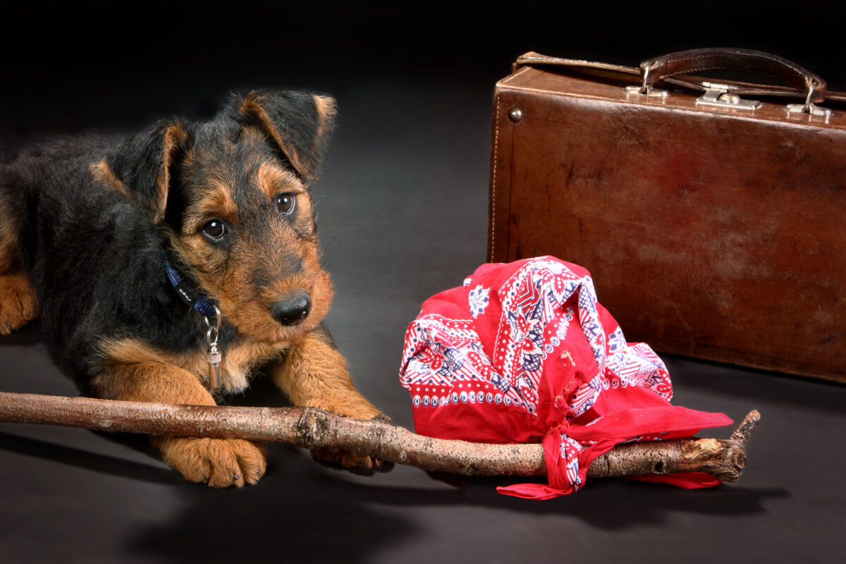 Hund auf Reisen mit Koffer