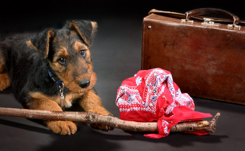 Hund auf Reisen mit Koffer