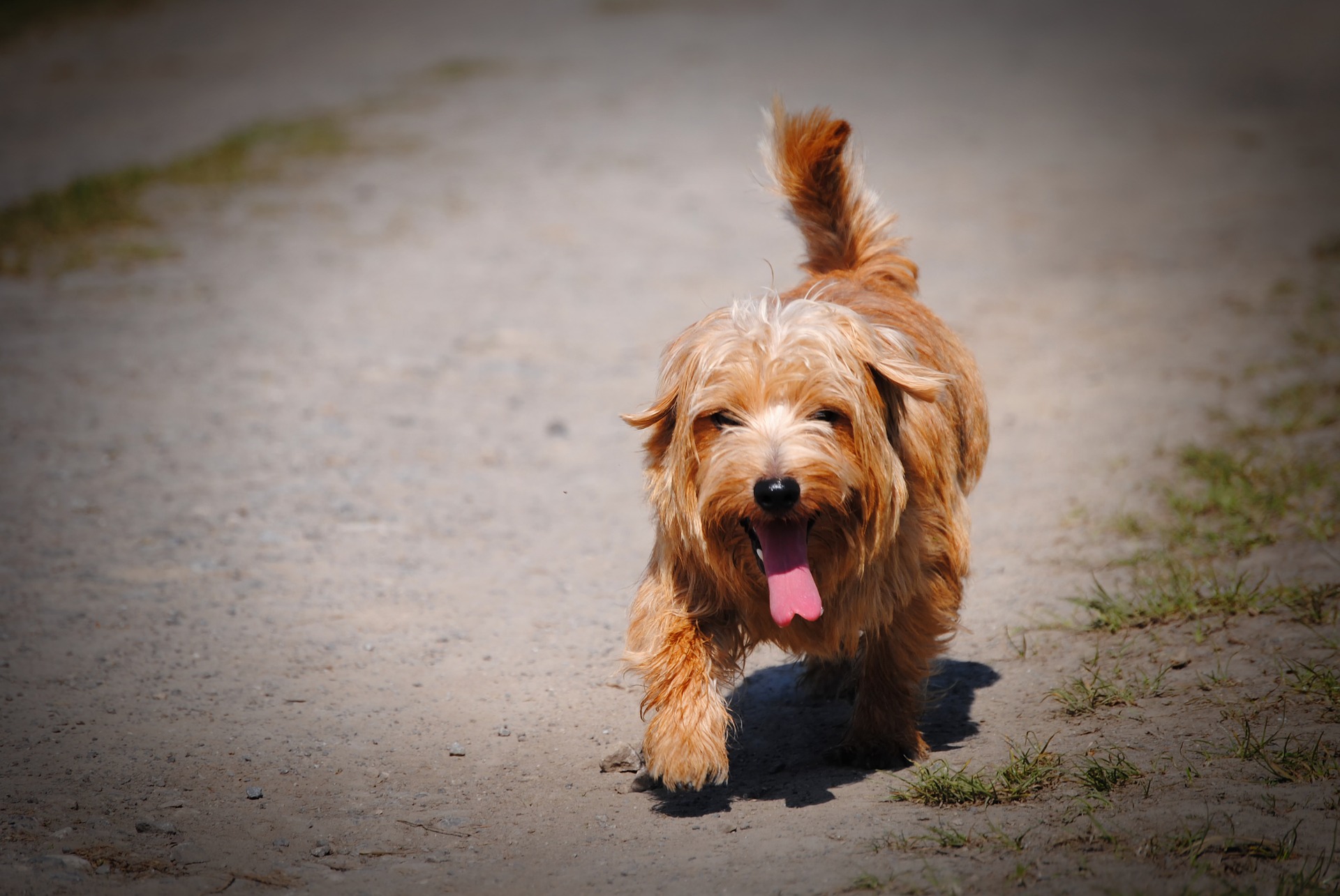 Hund Hitze Virbac