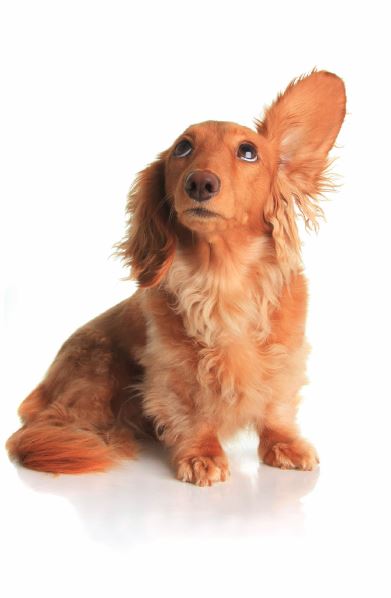 Kleiner Hund mit hochgestelltem Ohr