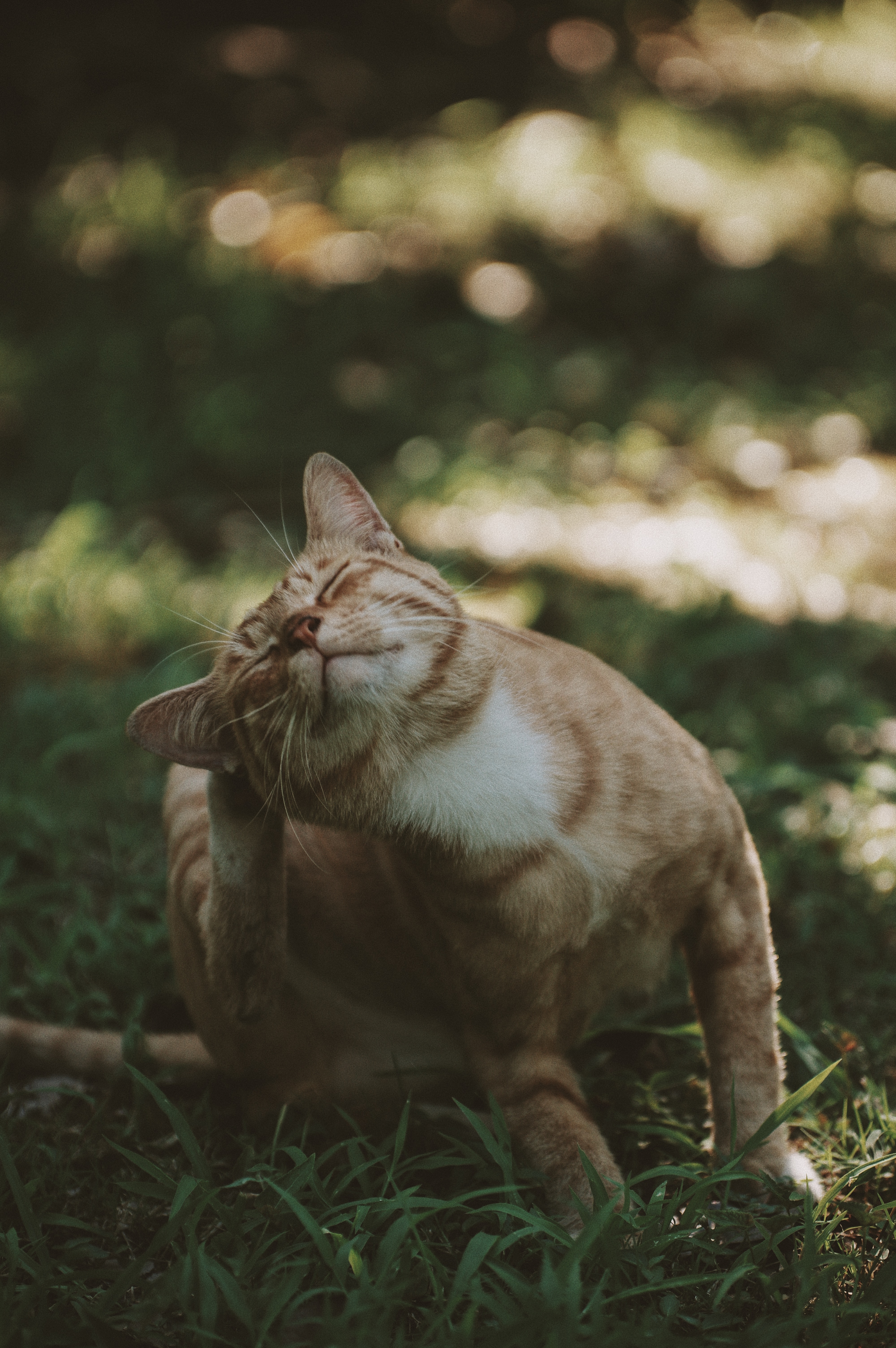 Hilfe Meine Katze Hat Flohe Was Kann Ich Tun