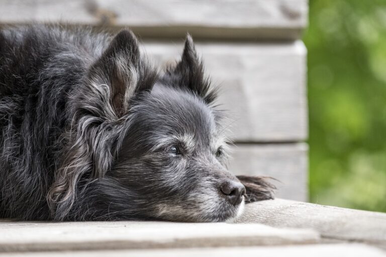 Ernährung beim älteren Hund Was sollte man beachten?