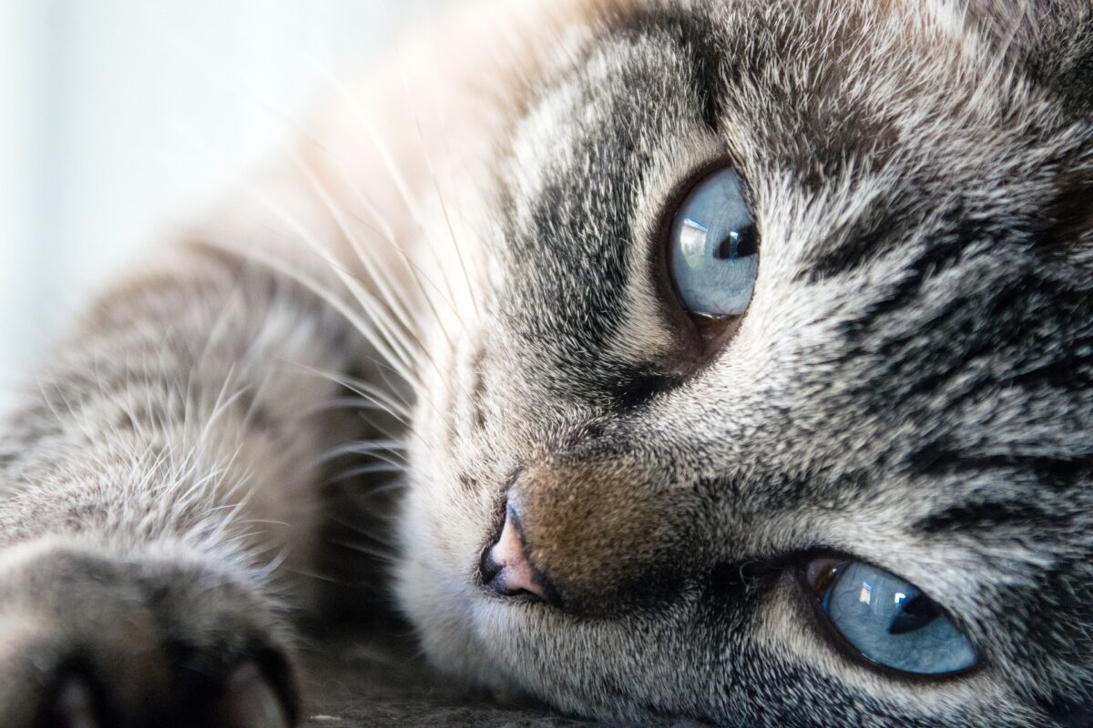 Katze liegend, blaue Augen.