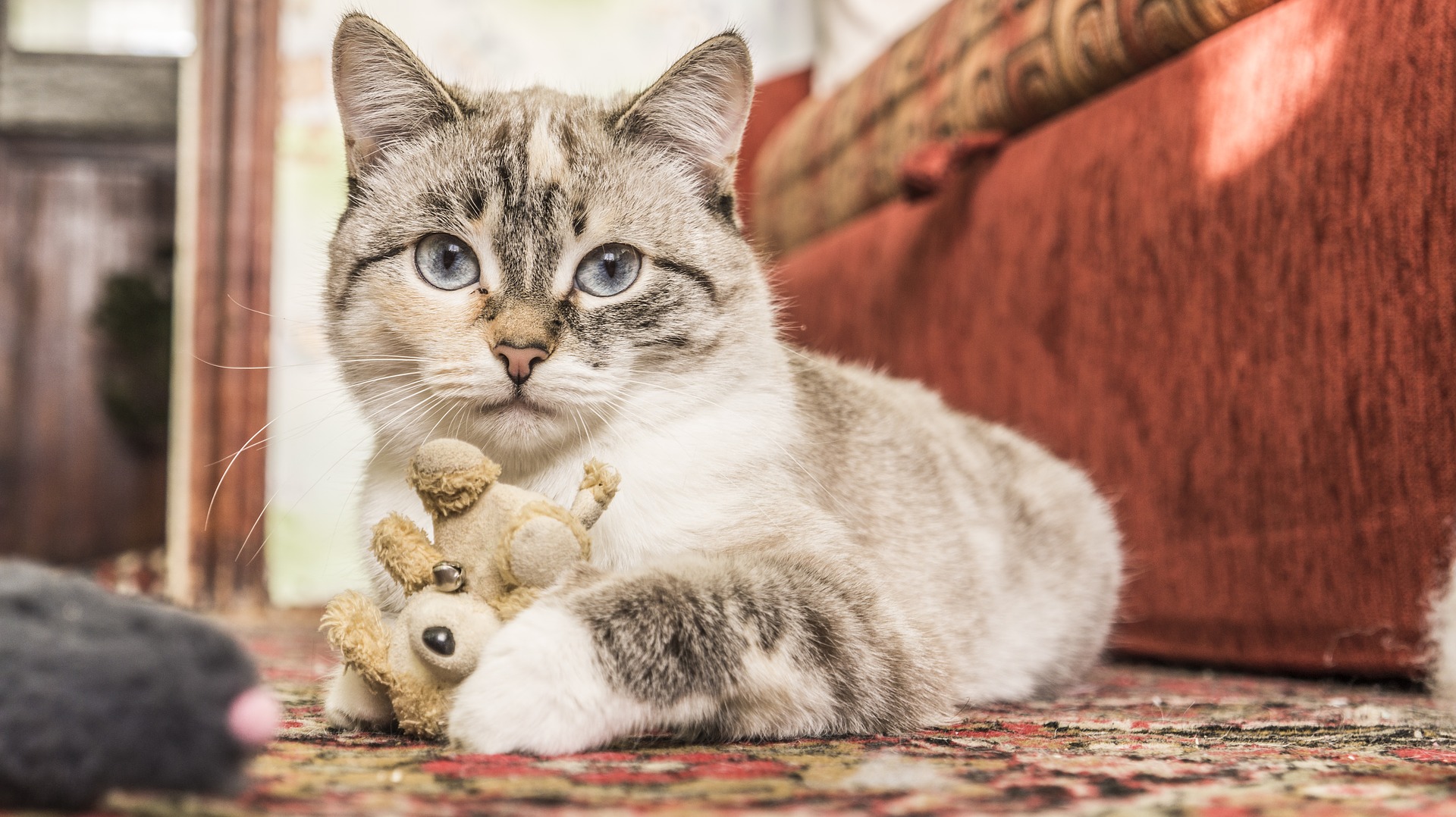Die richtige Ernährung Ihrer Katze nach der Kastration