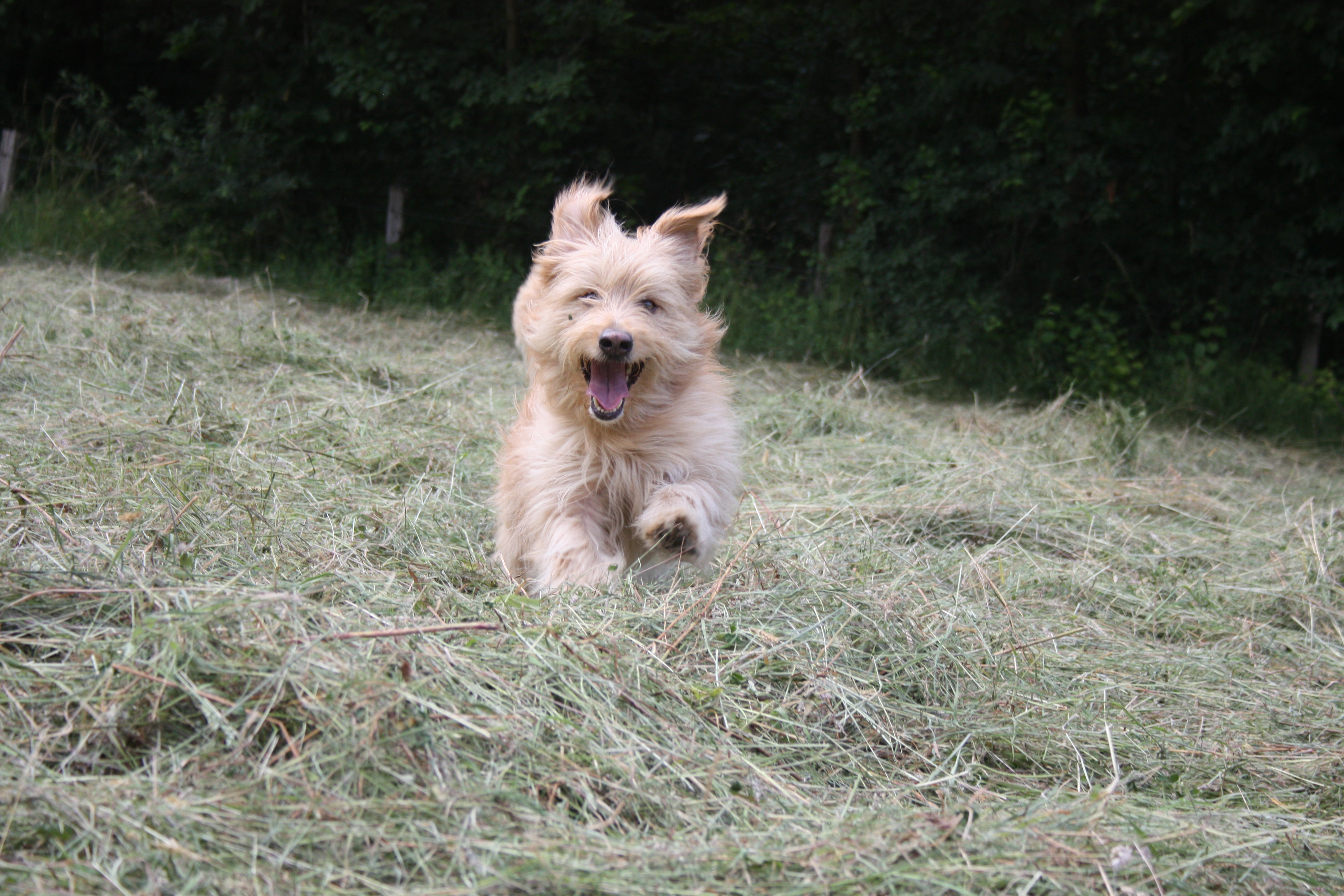 Senior Hund Virbac VETERINARY HPM