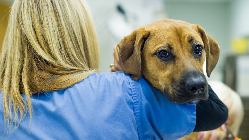 Canine Leishmaniose beim Hund Was ist das für eine Krankheit?