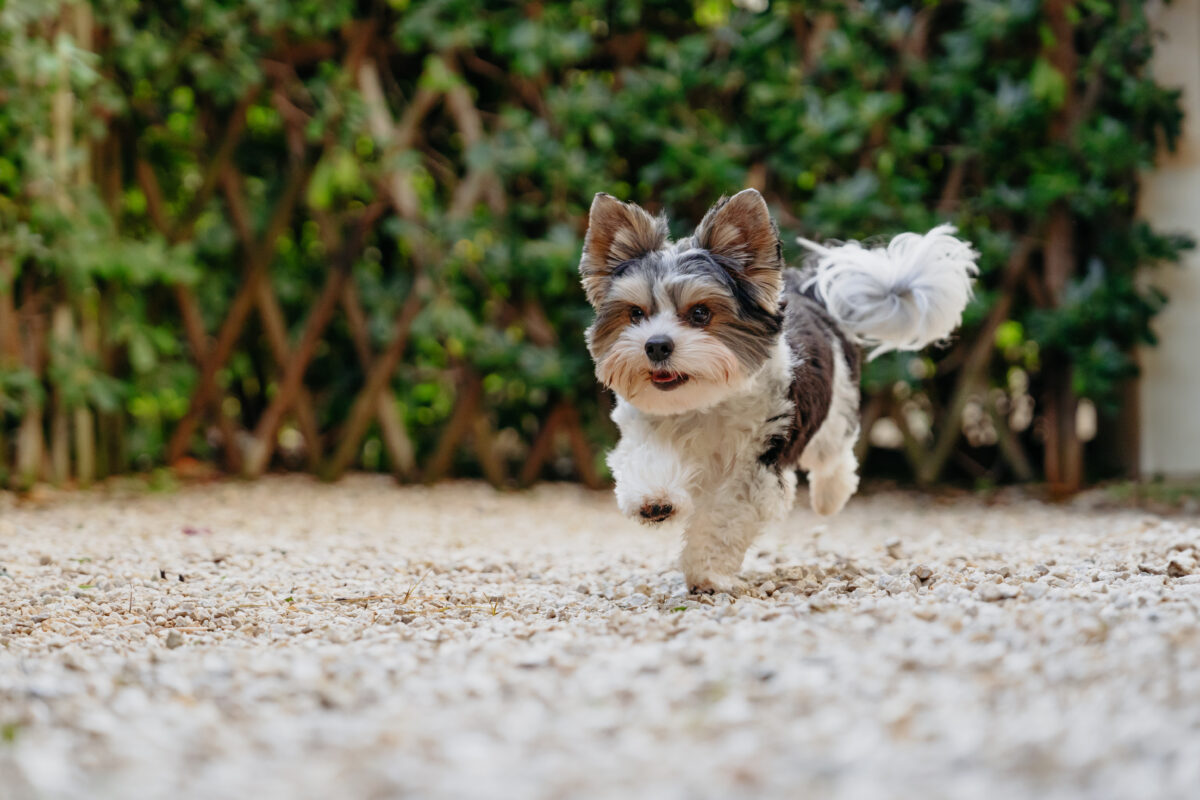 Kastration beim Hund: Ja oder Nein? – Ein Leitfaden