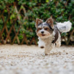 Kastration beim Hund: Ja oder Nein? – Ein Leitfaden