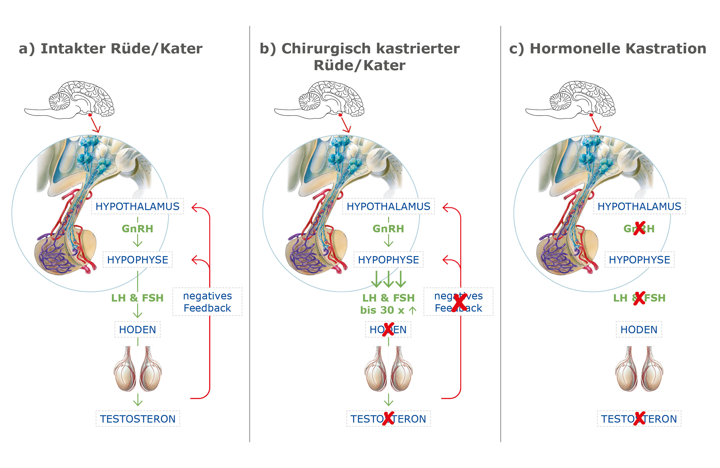 Hormoneller Regelkreis Suprelorin Kastration